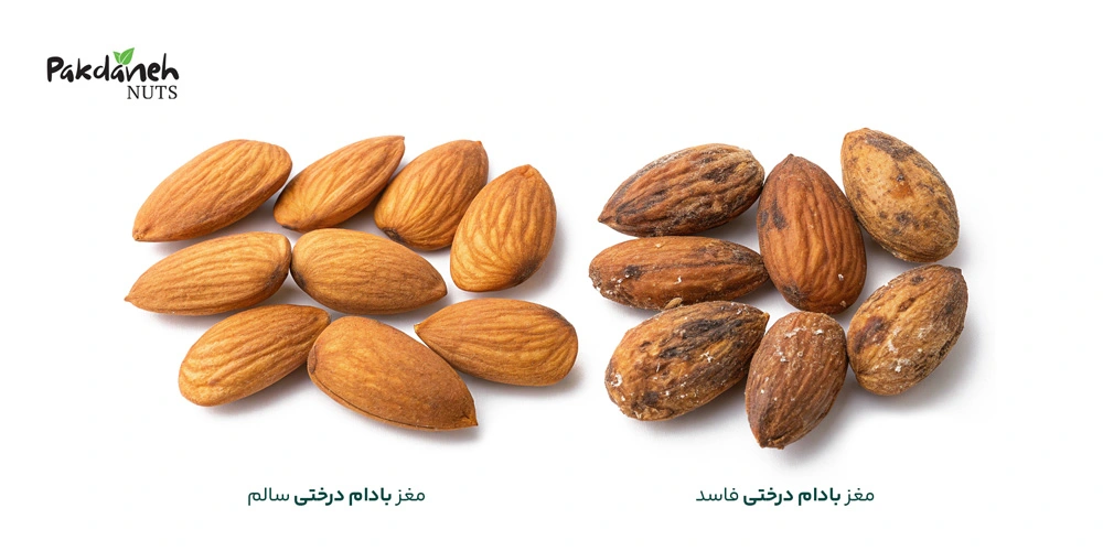 تفاوت بادام درختی سالم و فاسد